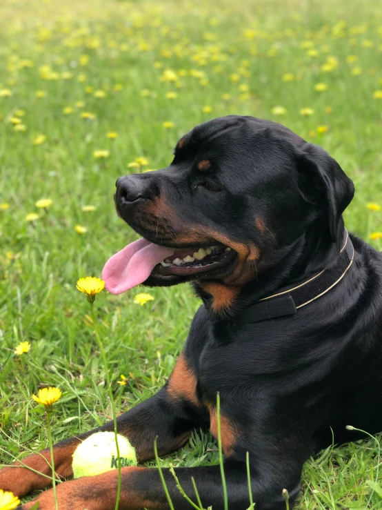 a large black dog with his tongue out laying on grass