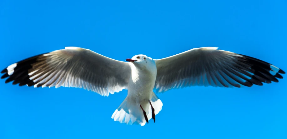 a white and black bird with open wings is soaring in the blue sky