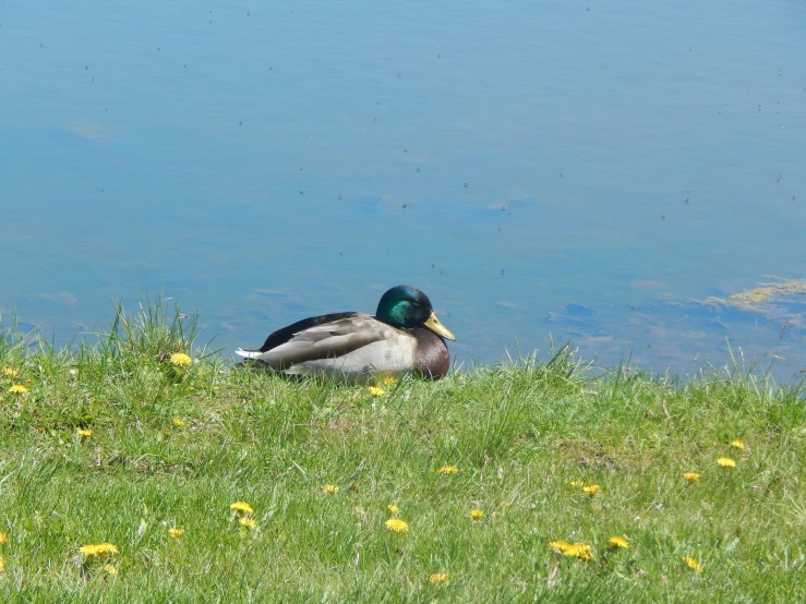 a duck is sitting in the grass by the water
