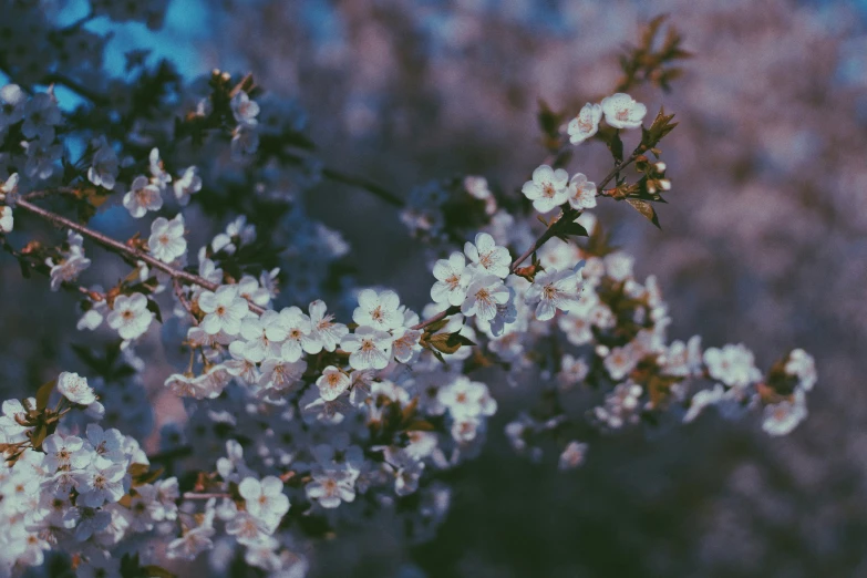 this is an image of some white flowers