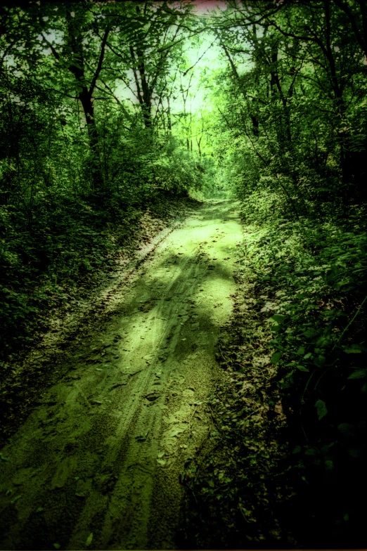 a trail through the woods is shown here