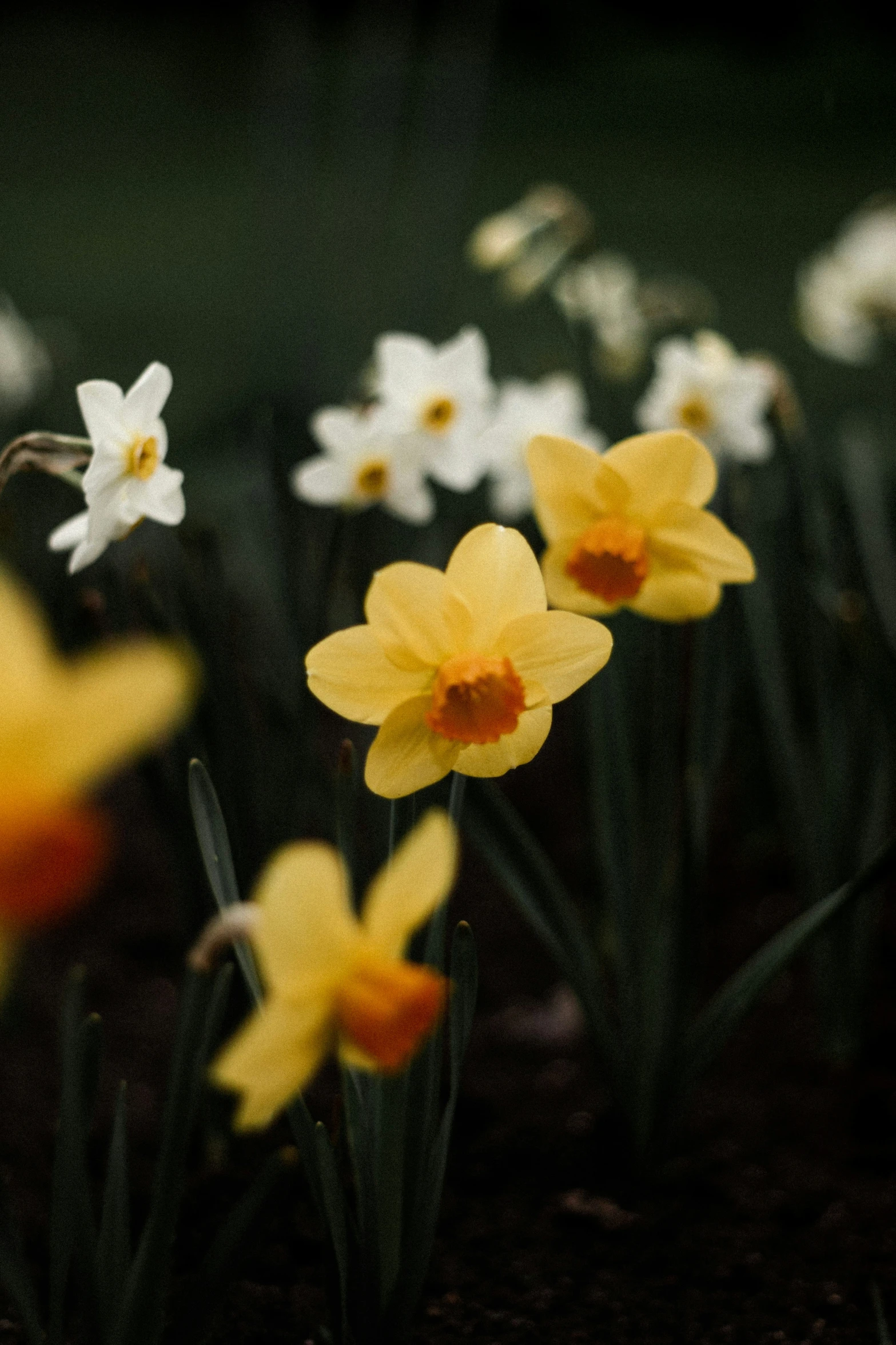 some yellow and white flowers in the dirt