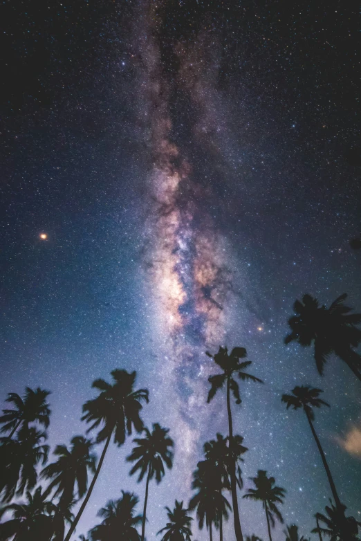 silhouette of palm trees with a galaxy in the background