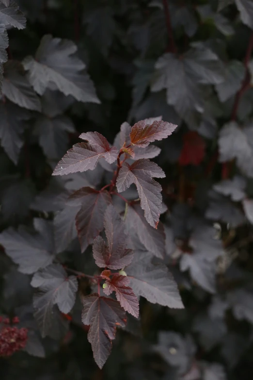 green and brown leaves on the tree outside