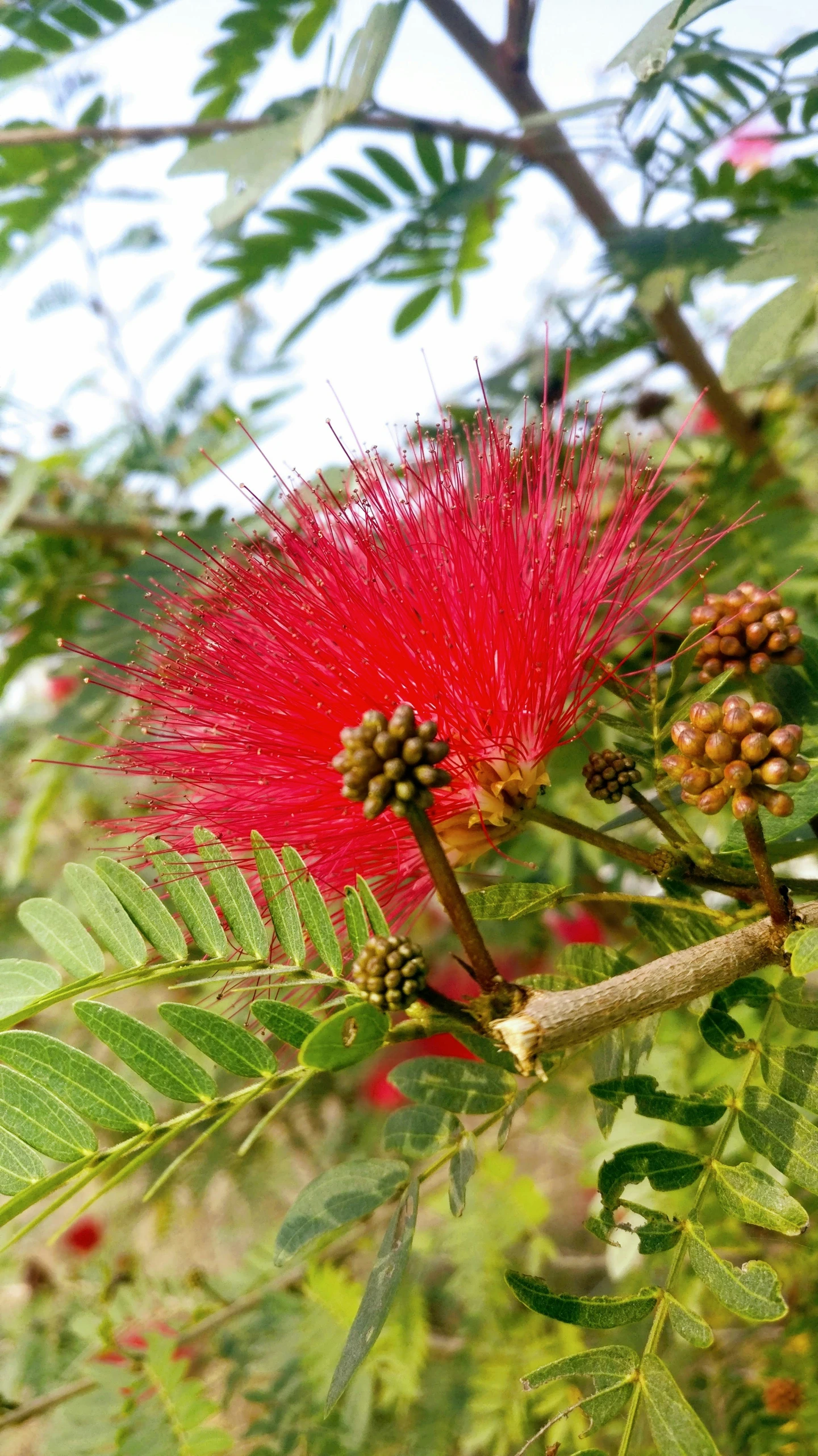 a red flower sits on top of some leaves