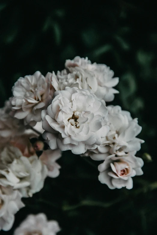 a bunch of white flowers on a dark background