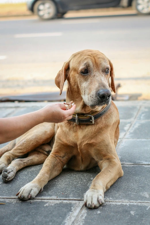 a dog lying down next to a person touching his paw