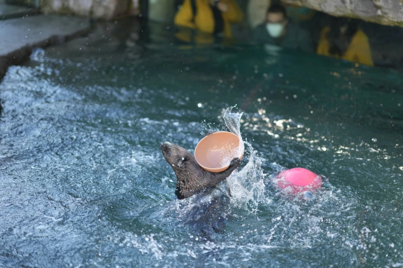 a dog is splashing through water playing with a frisbee