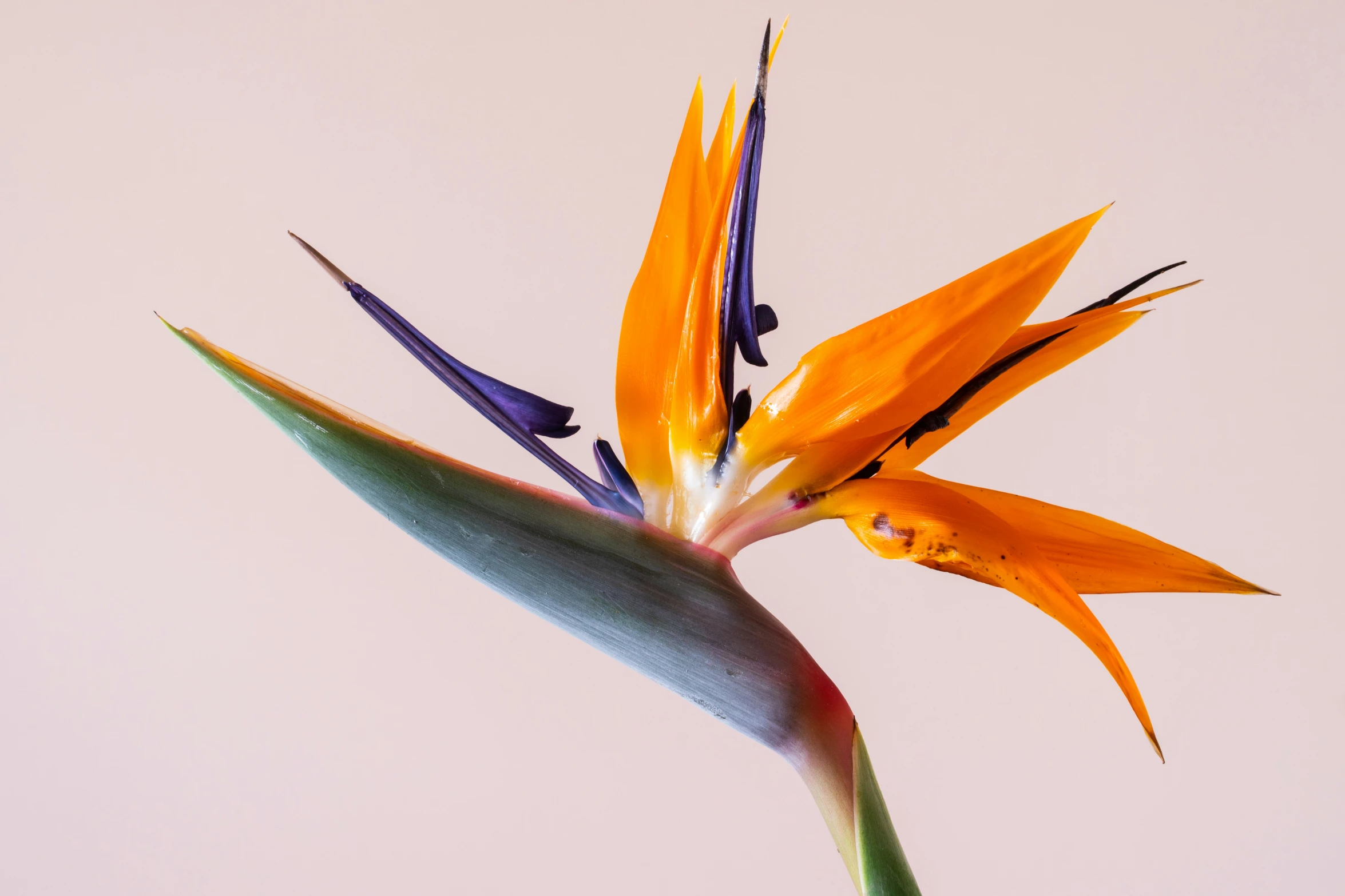 an orange flower has long, thin green tips