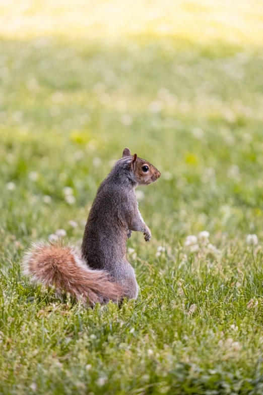 a squirrel stands on its hind legs in a field