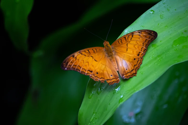 erfly sitting on the leaves of a plant