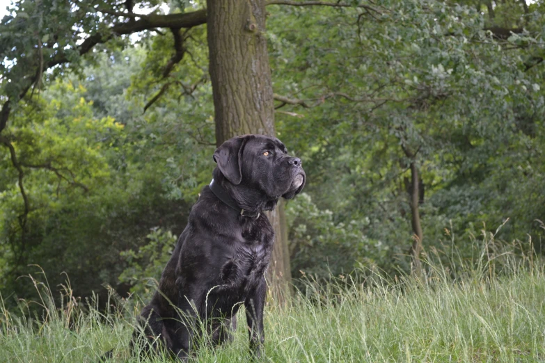 a black dog standing in the grass with trees behind him