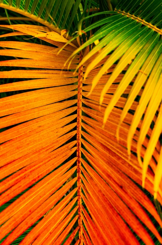 palm leaves are brightly colored as they stretch