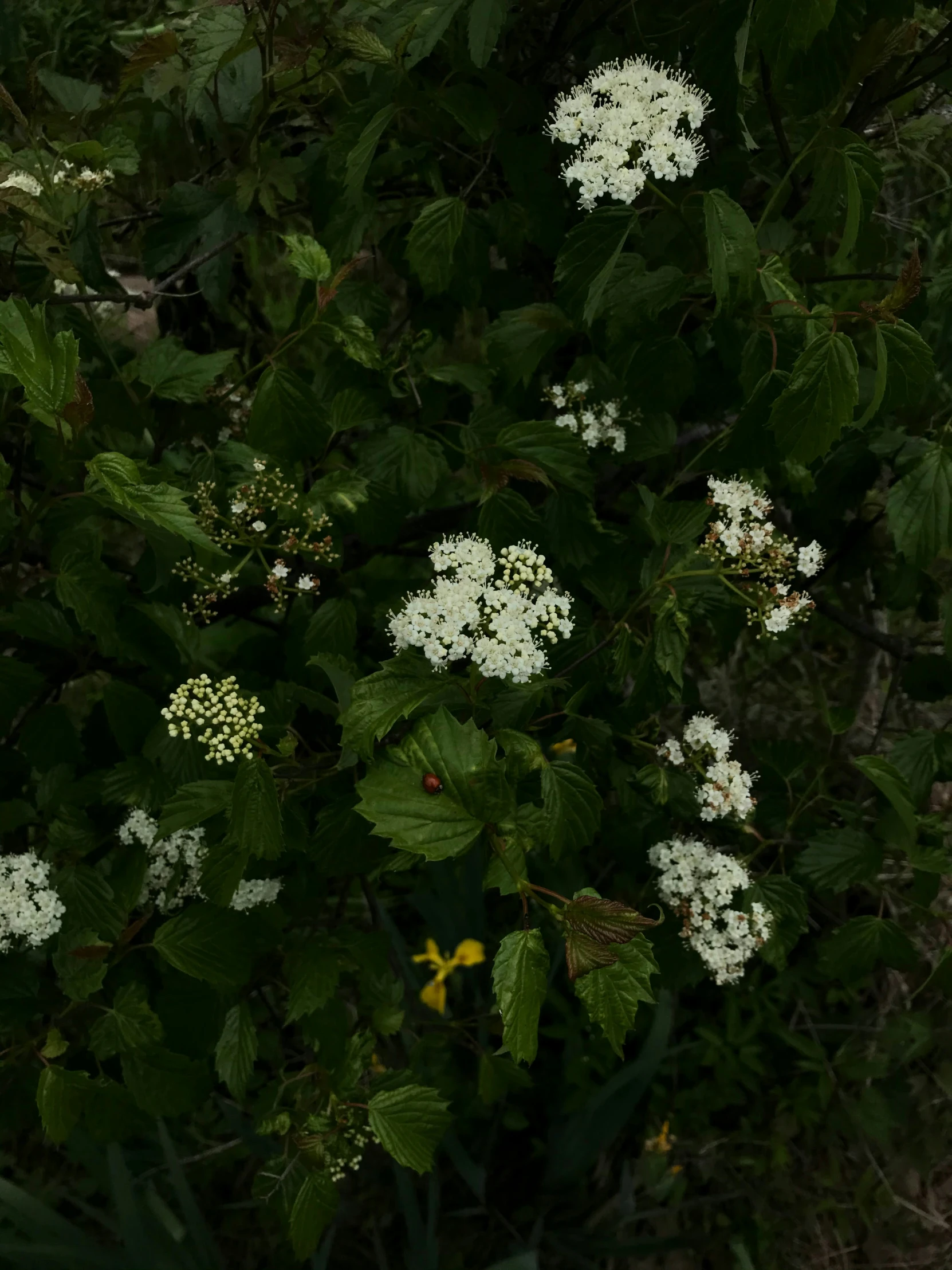 white flowers sitting on the nches of a tree