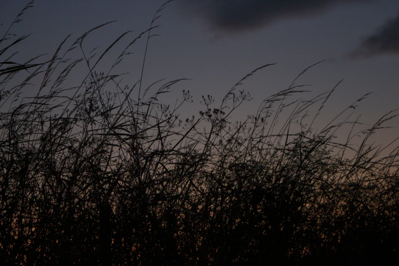 the evening sky is full of clouds and grass