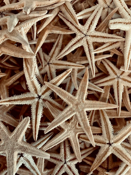 many starfishs grouped together on a bed