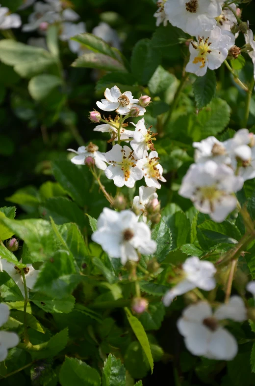 white flowers growing on a leafy green bush