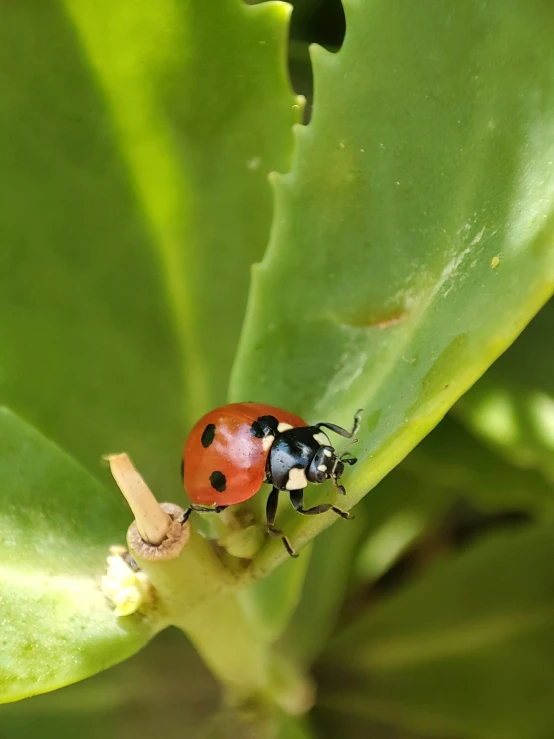 a red and black bug is standing on a green leaf