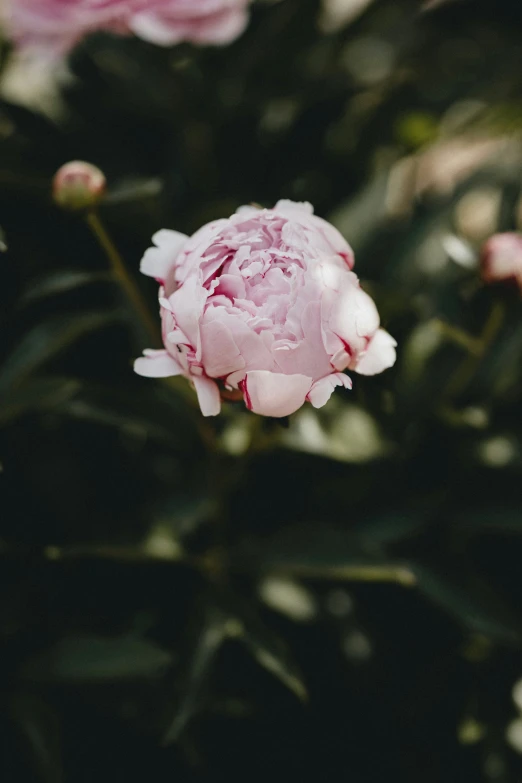 a pink peony is blooming in a garden