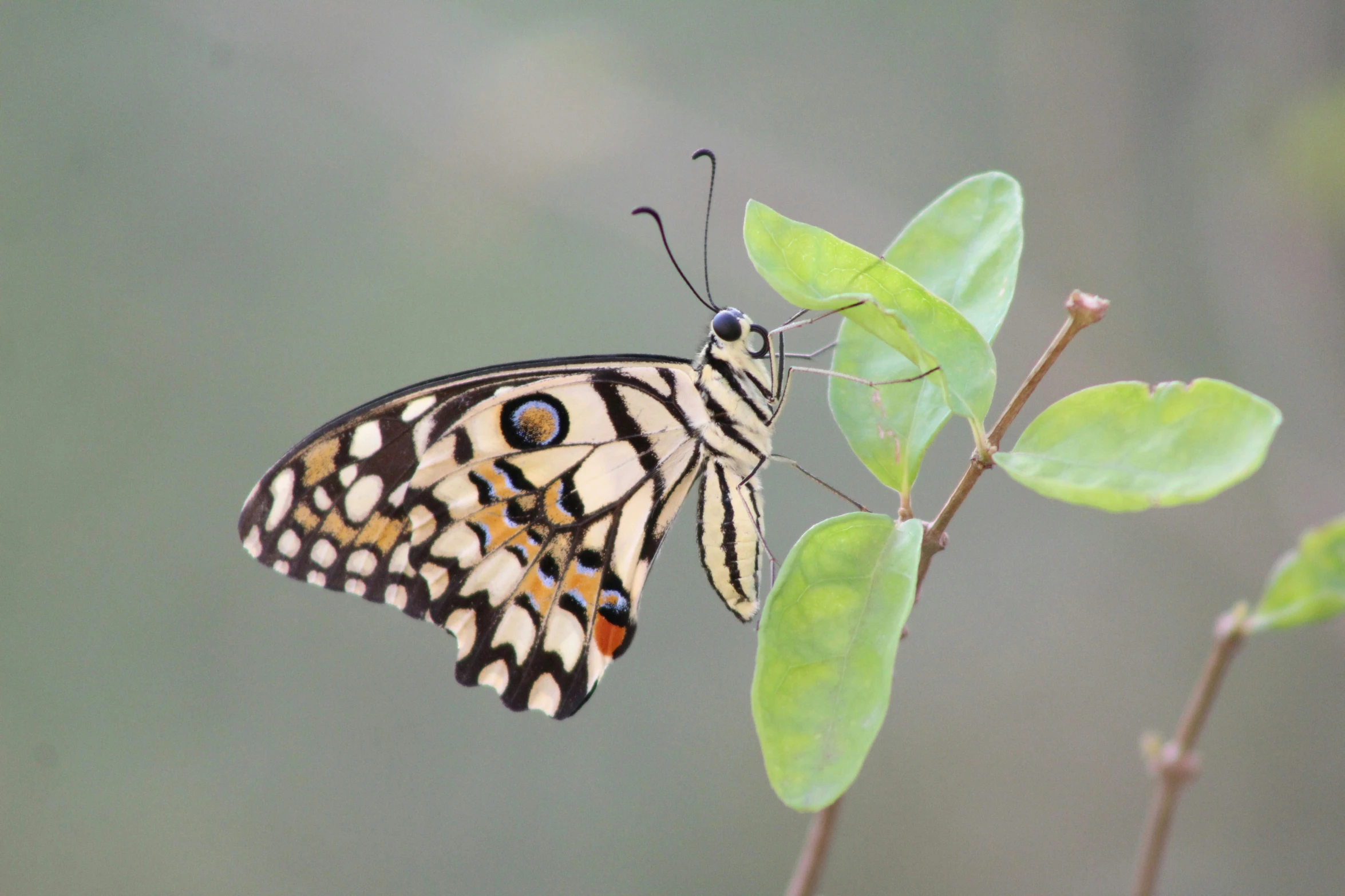 a erfly that is sitting on a leaf