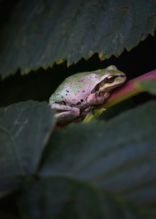 a frog is on a leaf on a plant