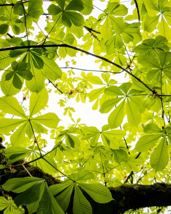 bright green leaves against a cloudy white sky