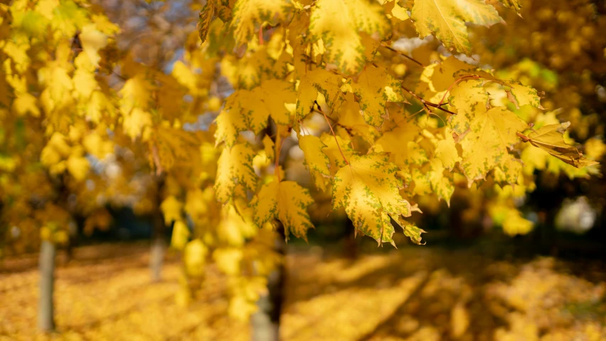 a bunch of yellow leaves is on a tree