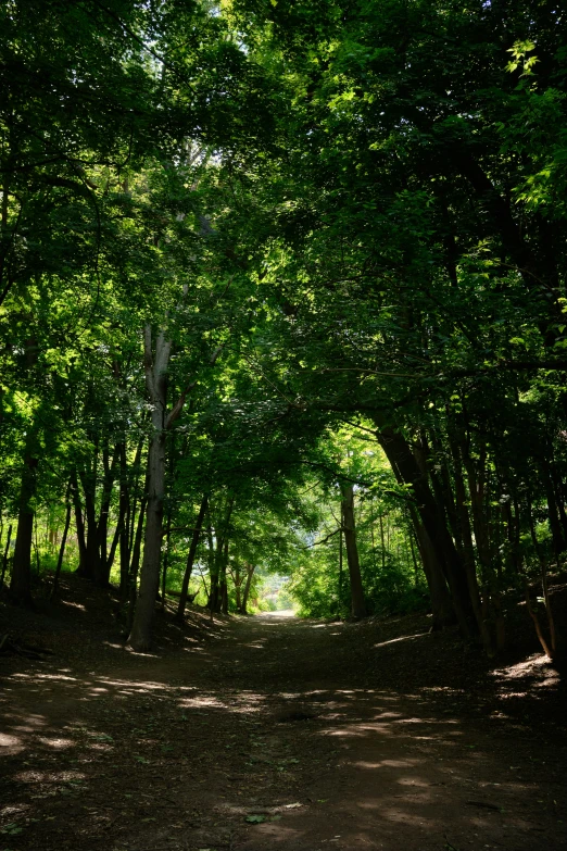 a view of trees on the ground and dirt path