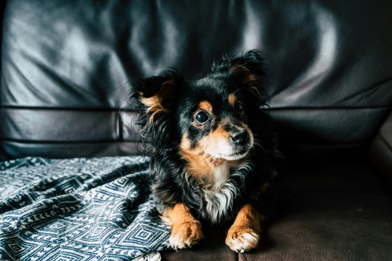 a small dog sitting on a black couch