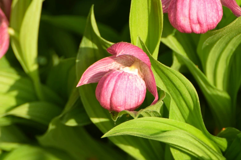 closeup of flowers on a sunny day