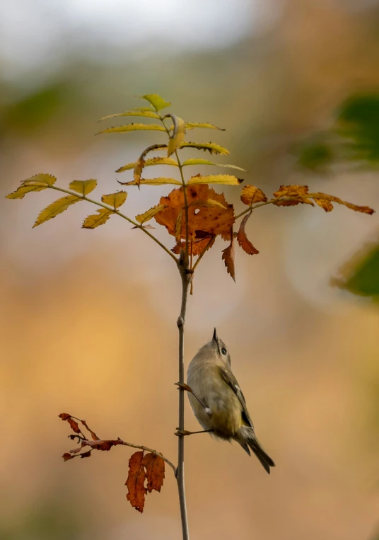 a bird is standing on top of a dry plant