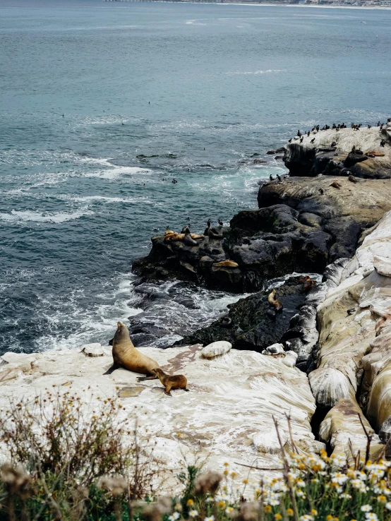 an animal sitting on some rocks on a body of water