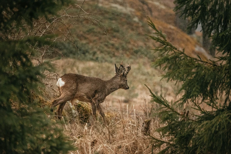 the deer in the forest is looking for soing to eat