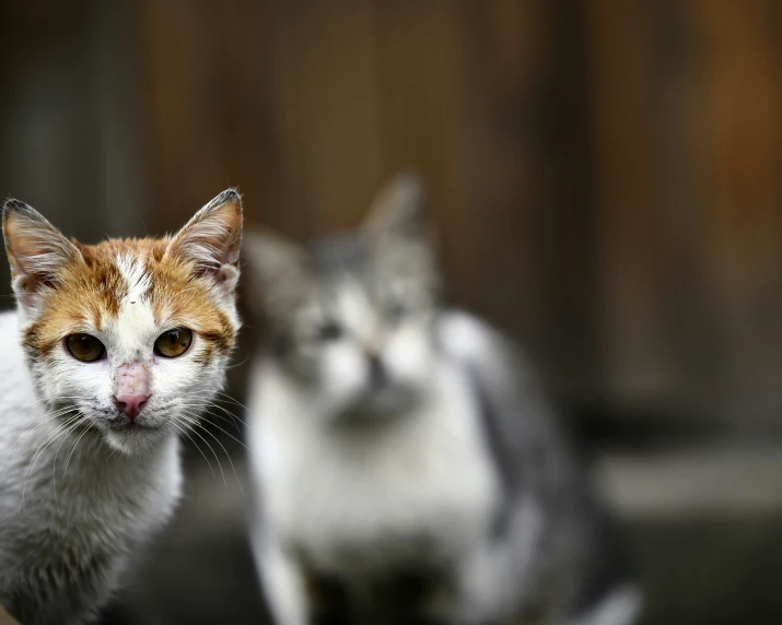 a couple of cats standing next to each other