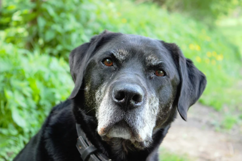 black dog looking at camera on sunny day