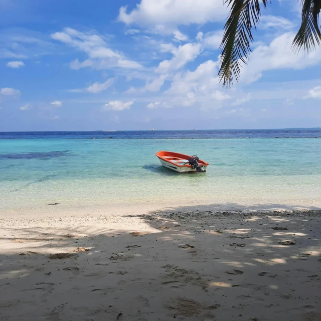 a boat in the middle of the ocean and a palm tree hanging over it