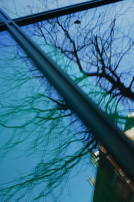 reflection of bare tree from car window and buildings