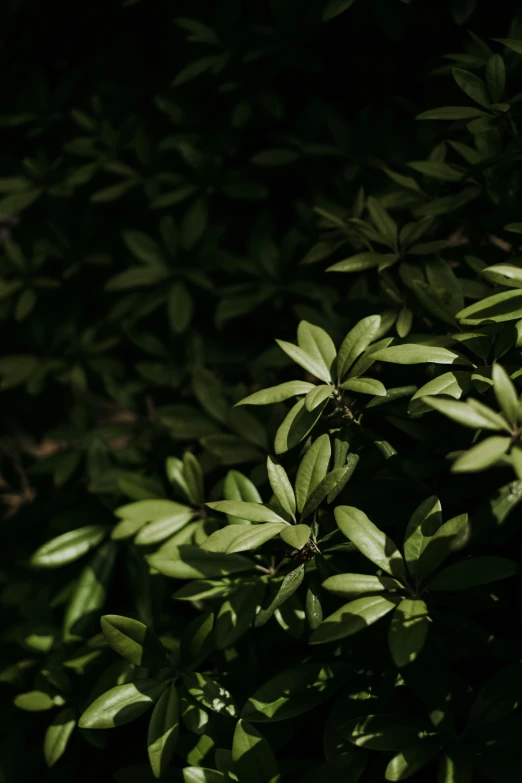 a nch in the shade of green foliage