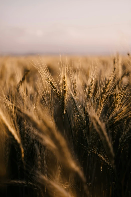 a big grassy field with some kind of seed