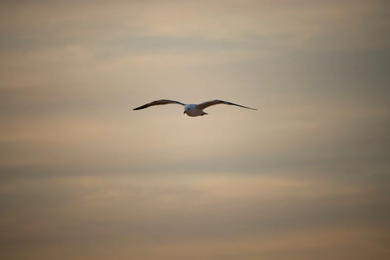 a bird is flying in the air with a gray and yellow background