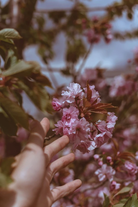 two hands reaching for a blossom blooming tree