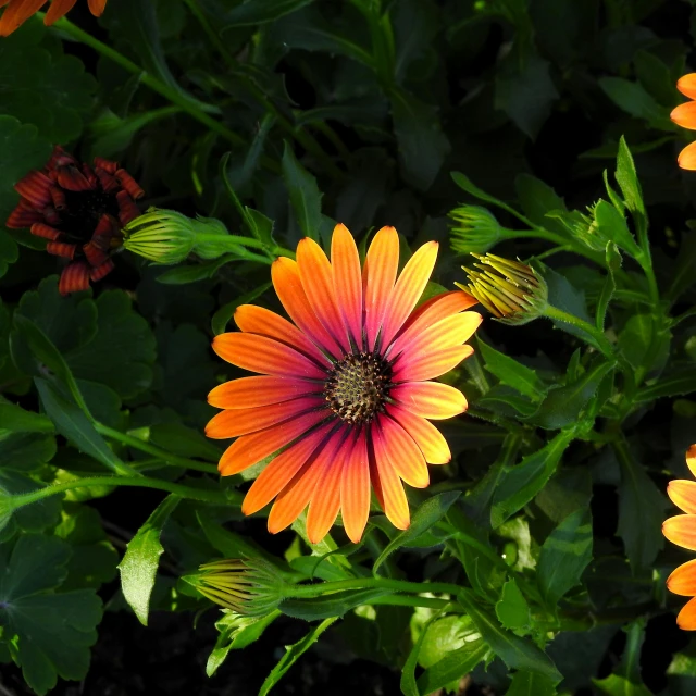 a group of orange flowers with green leaves