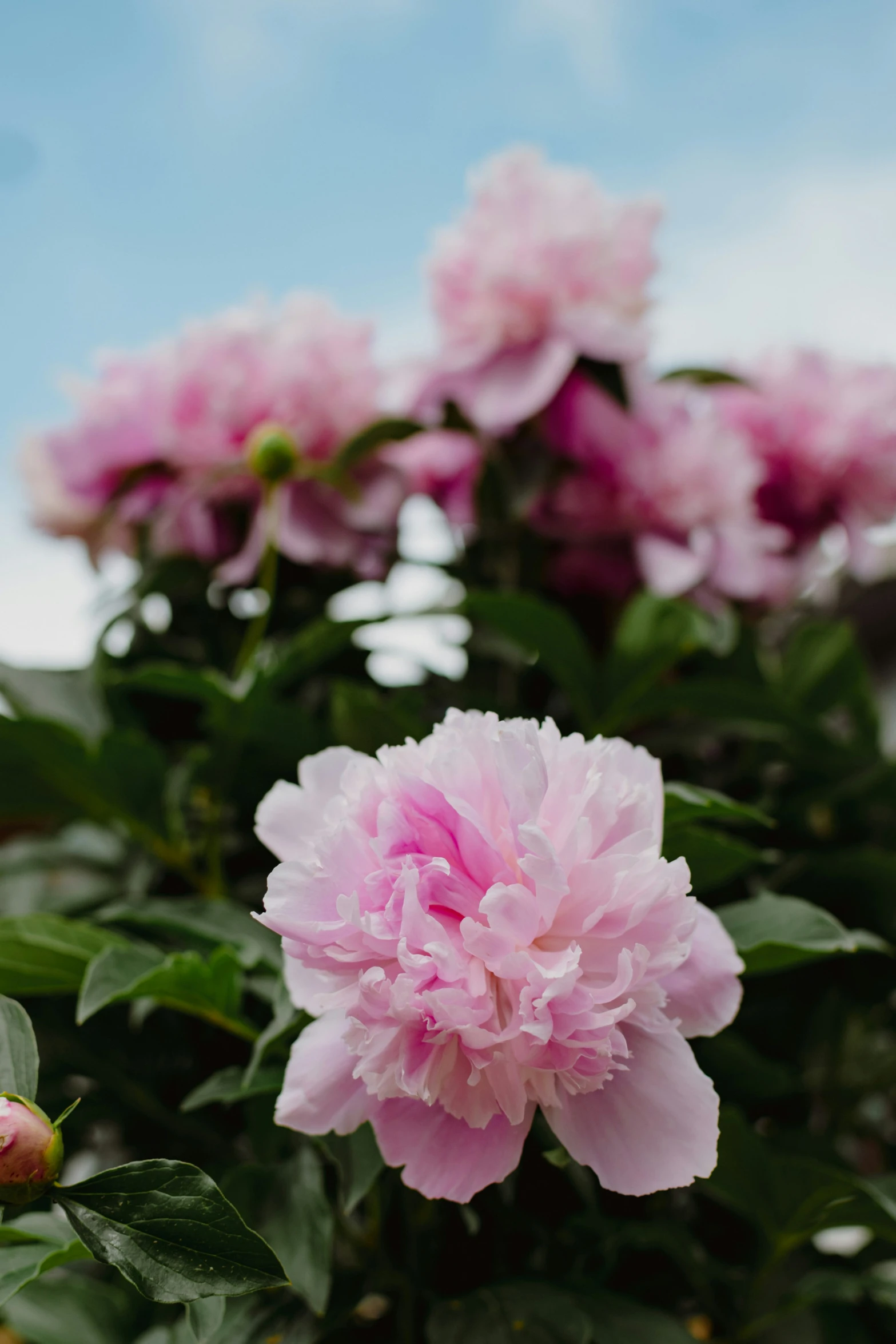 a large pink flower with leaves on top