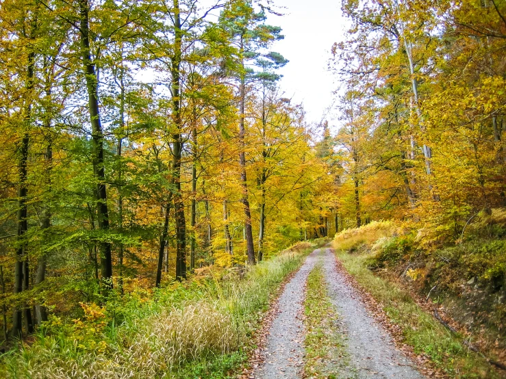 an empty road surrounded by trees and yellow leaves