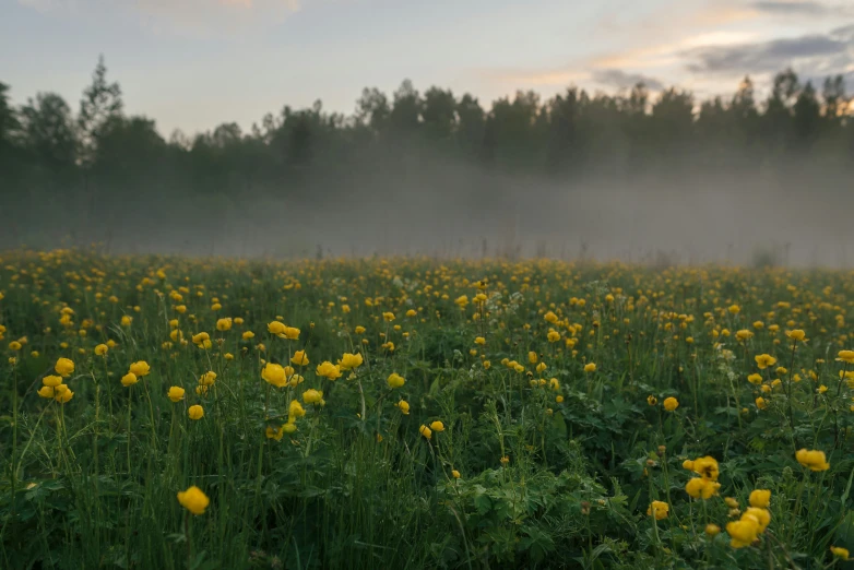 fog in the trees and flowers in a field with sun coming out