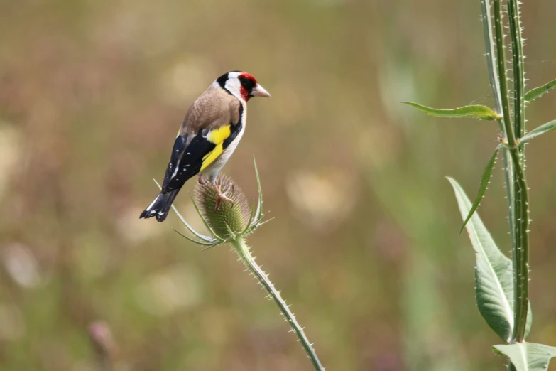 a small bird sits on the tip of a green plant