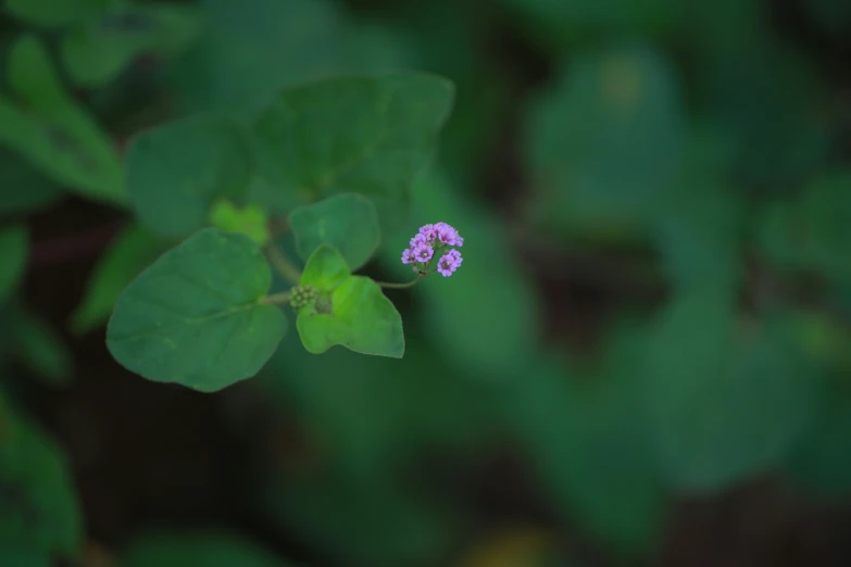 an orchid plant with tiny purple flowers on it