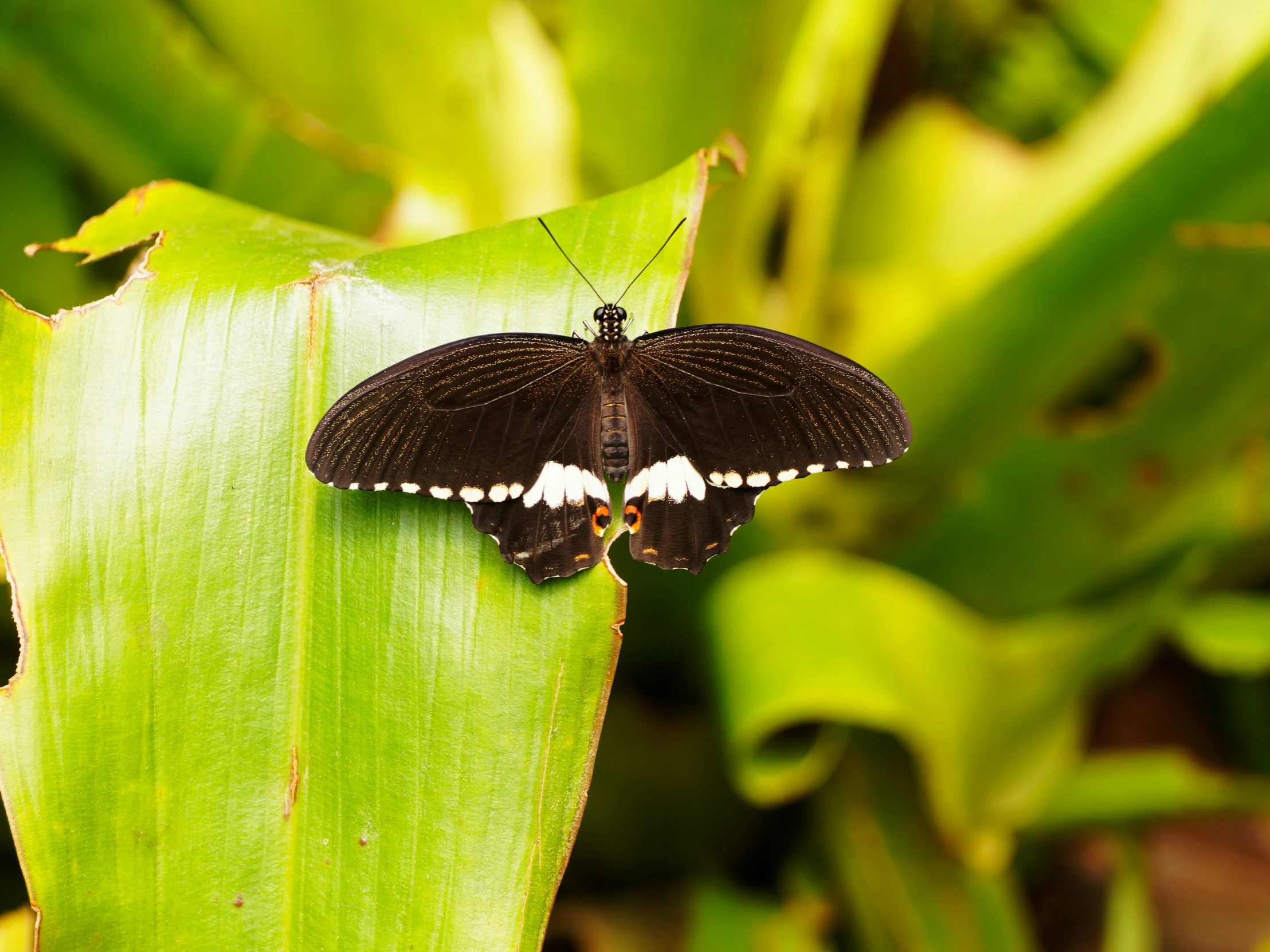 a erfly perched on top of a green leaf