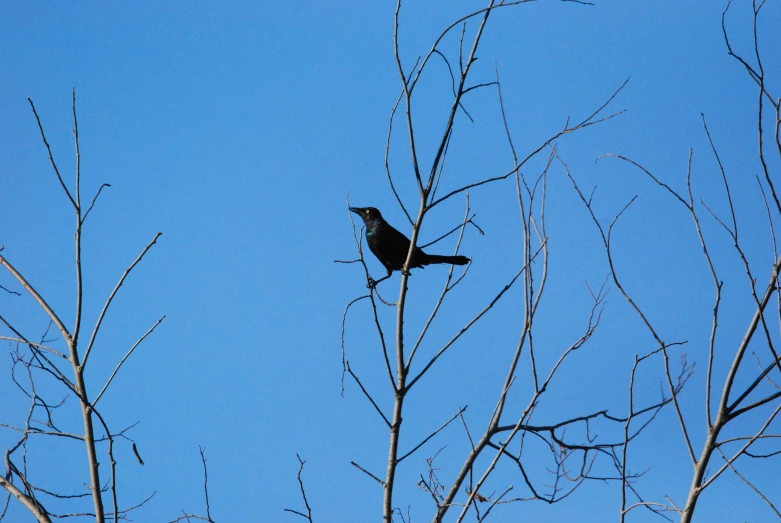 a black bird perched on a thin nch in the distance