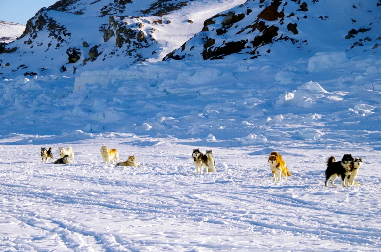 a group of dogs in the snow with two men walking behind them